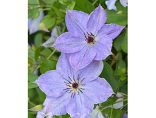 �������� ��������������� ��������. �������!!! 365�