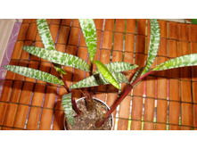 ��������� ��������