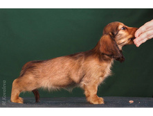 16300114 1277185072347913 7813511326586710044 o.jpg