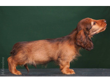 16423183 1277594155640338 1479040519283311520 o.jpg