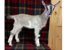 ������� (����� ����������)