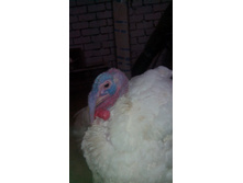 ����� ���