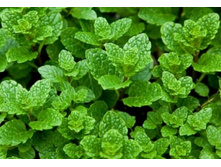 ���� ������+