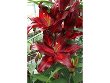 ����� �������