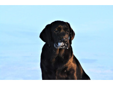 ���� ������� �� ��