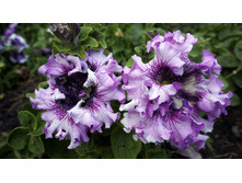 ������ �����