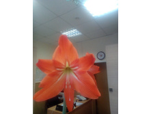 IMG 20170210 151640.jpg