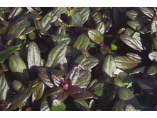 ������� �������� ������� ��� *