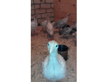 IMG 20160827 161233.jpg