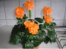 ���������� - ������ �������� ..