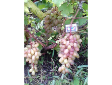 ������ �������������