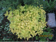 ������ ��������� - 120 ��� (����������)