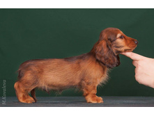 16463201 1277594058973681 5861158584990867398 o.jpg