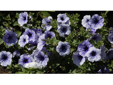 ������� ̣�