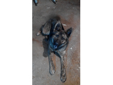 "���������� ���" ���