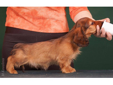 16403186 1275332369199850 3631865917844736142 o.jpg