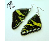 ������ Urania ripheus, 350