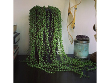 ���������� ����� (Senecio rowleyanus) - ������ �������� �������� ....