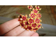 Hoya - Benguetensis ������� ..)