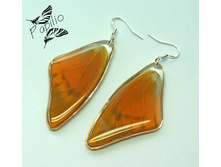 ������ Appias zarinda, 300