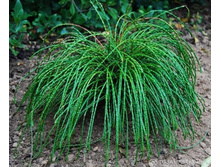 ��� Thuja occidentalis Whipcord