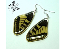 ������ Papilio machaon, 250