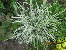 ������� ��������� -70 ���.