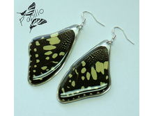 ������ Papilio demoleus,250