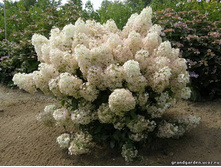 ��������� ��� ����