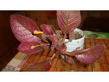 ������� Strawberry Mist