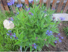 ������� �����������