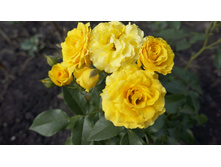 184 — �����.jpg