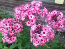 ��������� �����