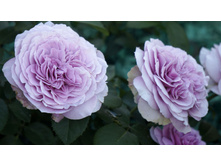 �������� ���