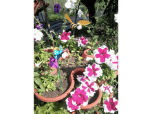 �������� 23-01-2017 171500.png