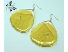 ������ Anteos menippe, 300