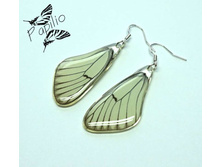 ������ Aporia crataegi, 250