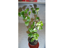 ��������� ����������� ......���������� .....