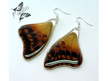 ������ Charaxes candiope, 350