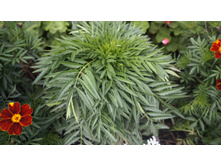 299 — ����� — �����.jpg