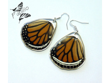 ������ Danaus plexippus, 300