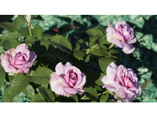 �������� ���