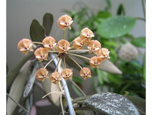 Hoya sigillatis (������).����