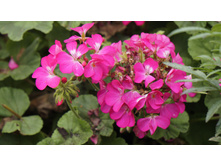 261 — �����.jpg