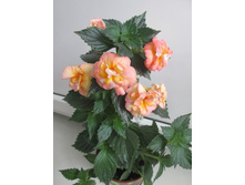 Gizelle (������� 2013�.)