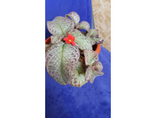 Jim`s Sea of Love(���� �����)