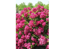 ��� �������(�������)���+