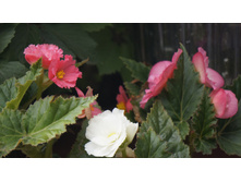 260 — �����.JPG