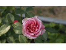 138 — �����.JPG