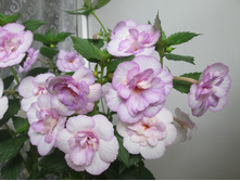 Queen of Lase (������� 2013�.)-���� ������